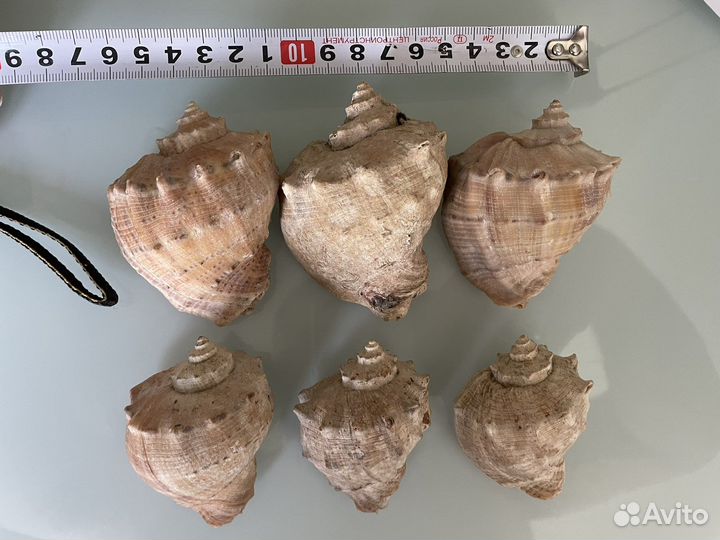 Ракушка 6шт