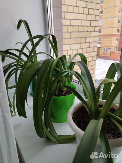 Гиппеаструм