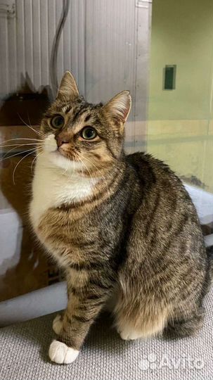 Ириске нужен дом