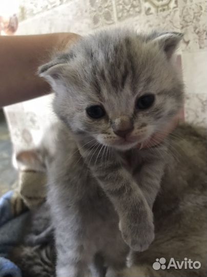 Британские котята помесь