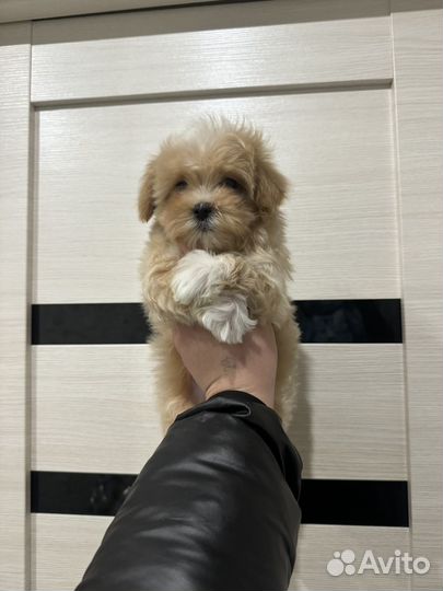 Мальтипу f1 mini