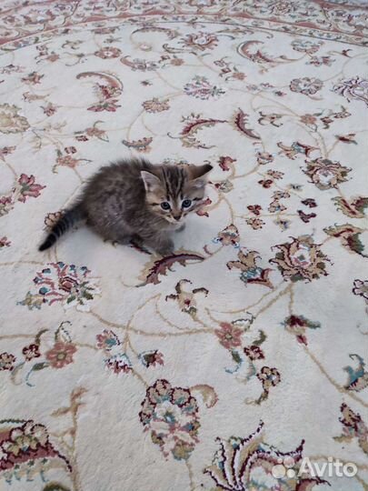 Кошка в дар бесплатно