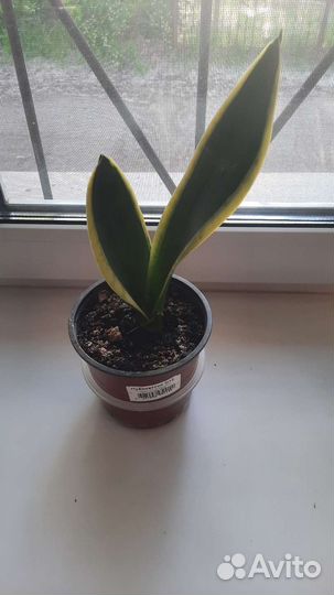 Сансевиерия