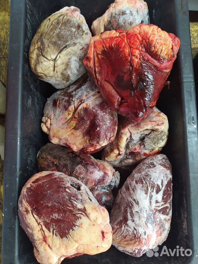 Легкое почки вымя печень сердце язык нос для собак