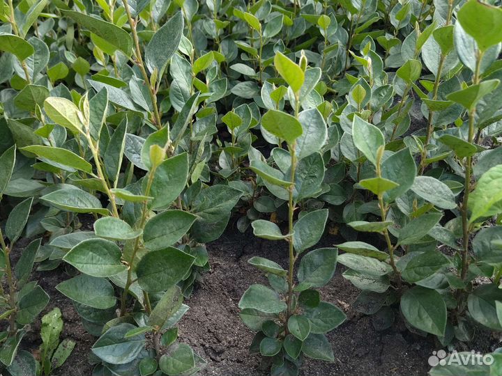 Кизильник сеянц