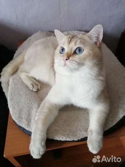 Кот для вязки