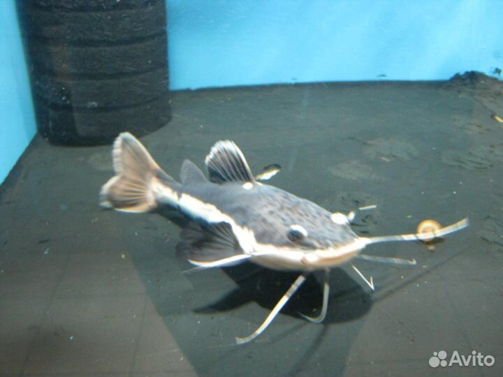 Краснохвостый сом