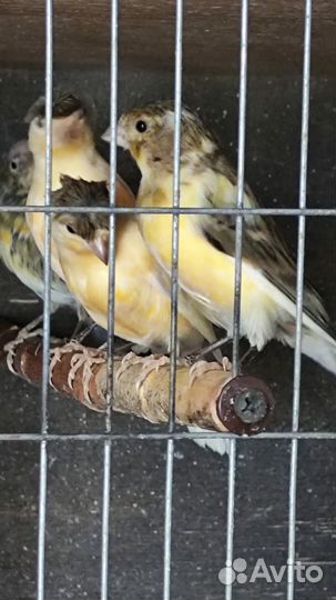 Канарейки