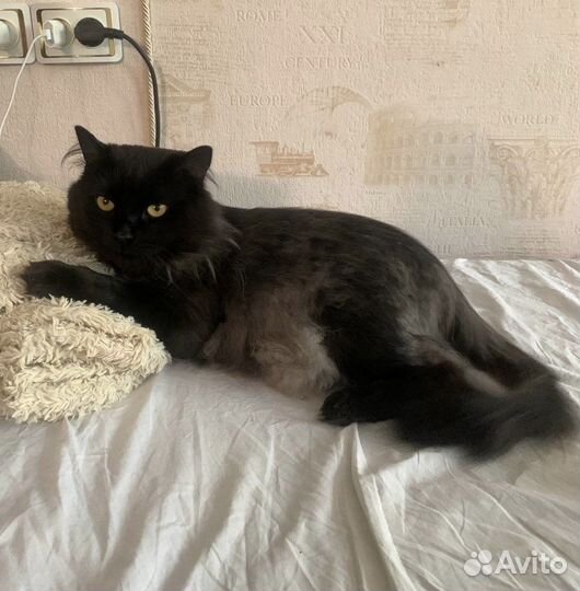 Кот в добрые руки