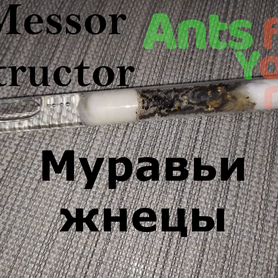 Messor structor, barbarus и другие виды