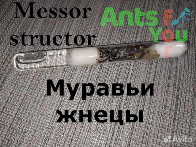 Messor structor, barbarus и другие виды