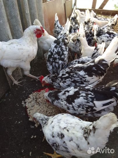 Петухи леггорн далматинец