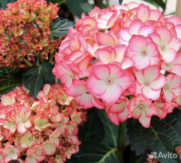 Гортензия крупнолистная