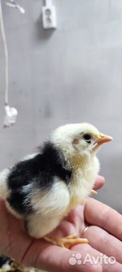Цыплята