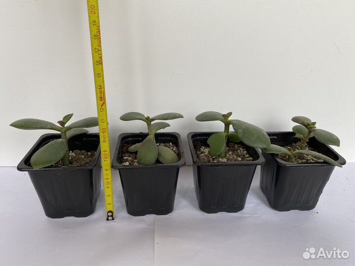 Денежное дерево толстянка алоэ крассула