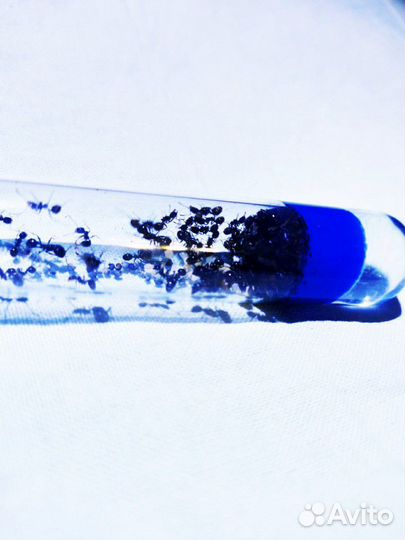 Муравьи Messor Structor, колония 2022года