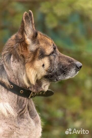Немецкая овчарка в добрые руки
