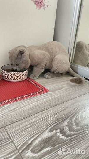 Шотландец вислоухий вязка