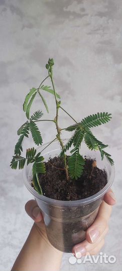 Мимоза стыдливая экзот