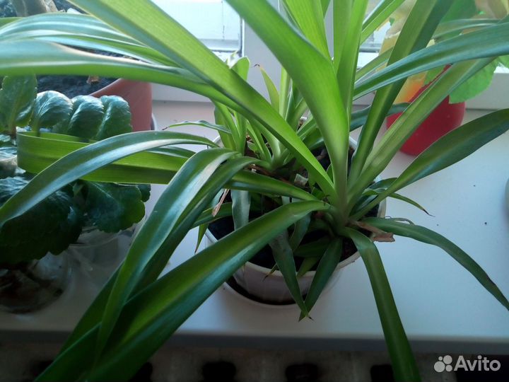 Хлорофитум, колеус