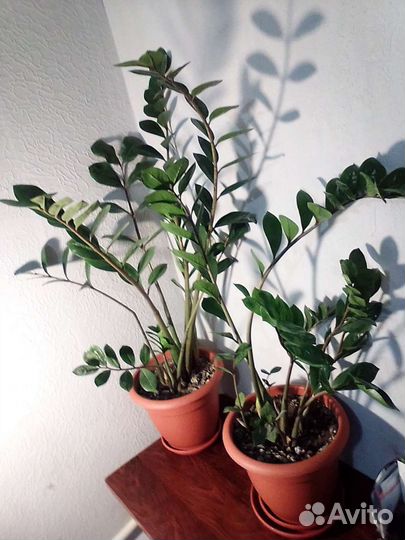 Замиокулькас