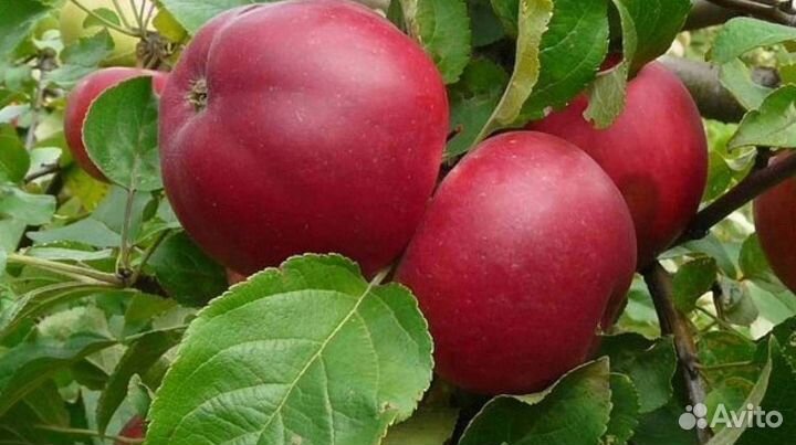 Саженцы яблони Веньяминовское