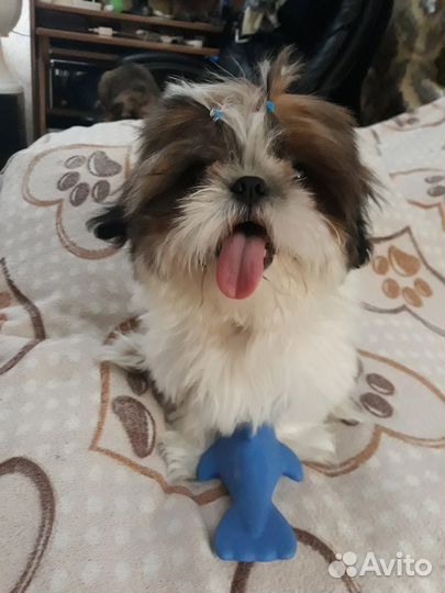 Собака ши-тцу