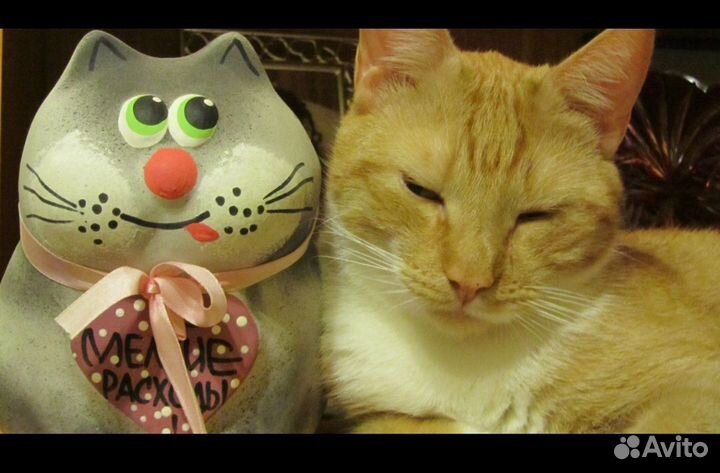 Кот в добрые руки. Срчн