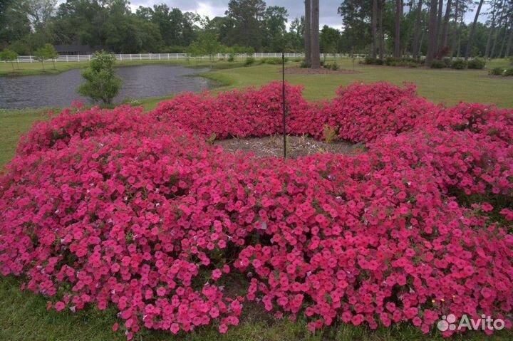 Рассада петунии тайдал