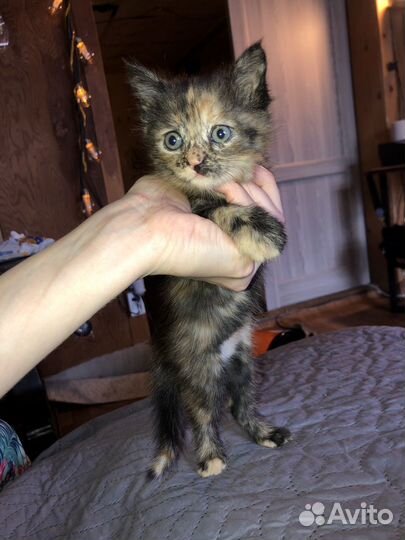 Котята в ответственные руки. Приют