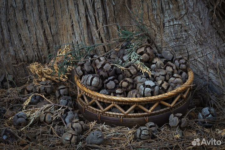 Шишки кипариса