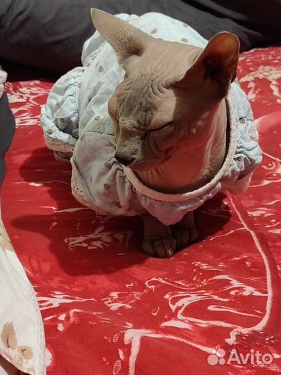 Канадский сфинкс