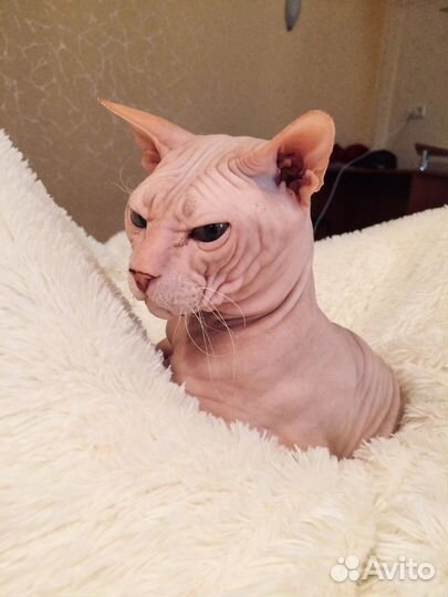 Сфинкс котенок мальчик