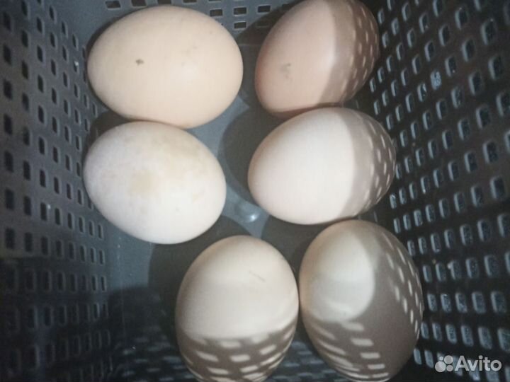 Яйцо кур кучинская юбилейная, можно для инкубации