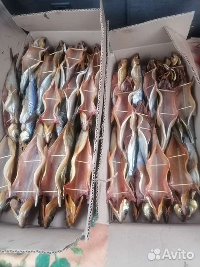 Омуль, Сиг, Хариус, Муксун, Голец