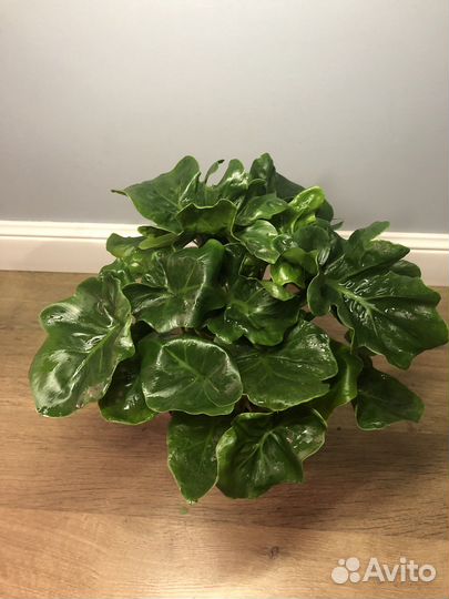 Филодендрон Атом