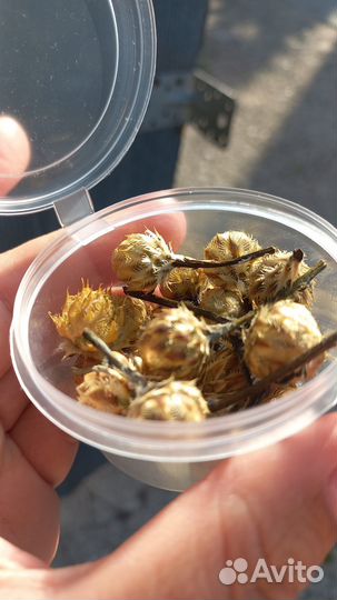 Василек бутоны