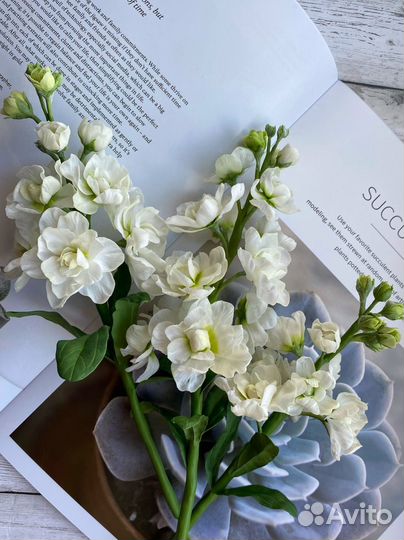 Маттиола (левкой)