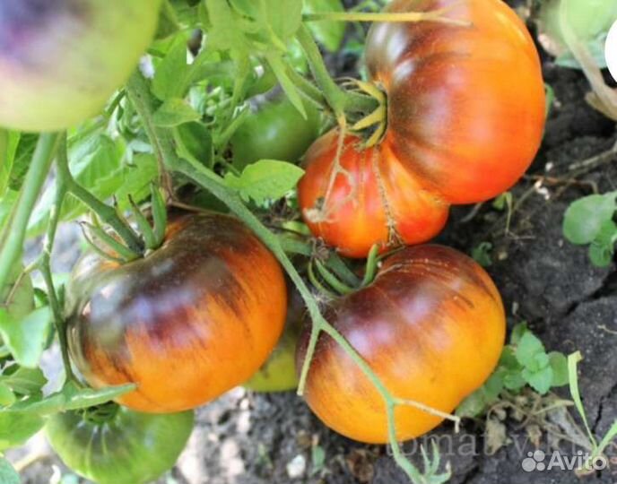 Рассада томатов. Коллекционные сорта