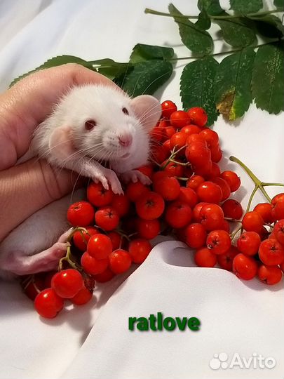 Крысята дамбо от rarlove