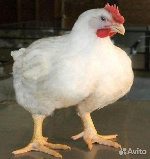 Мясо домашнего бройлера