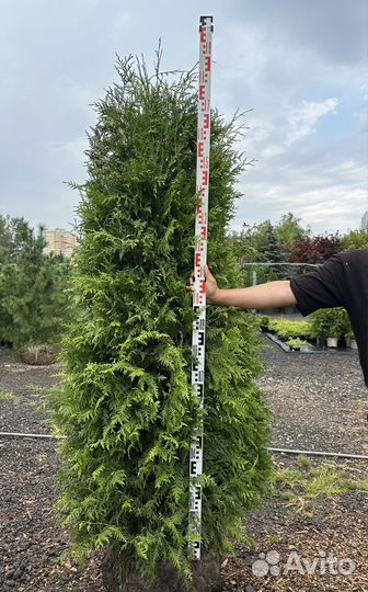 Туя Брабант из питомника