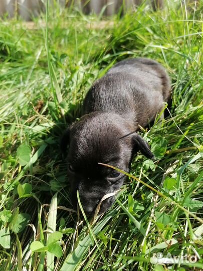 Продам щенка