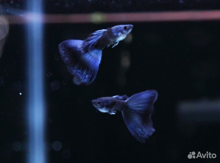 Гуппи московские собственного разведения