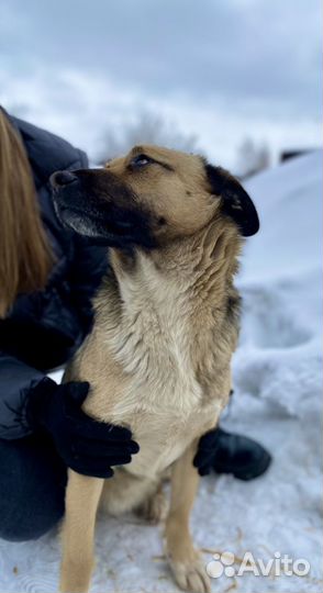 Собаки бесплатно