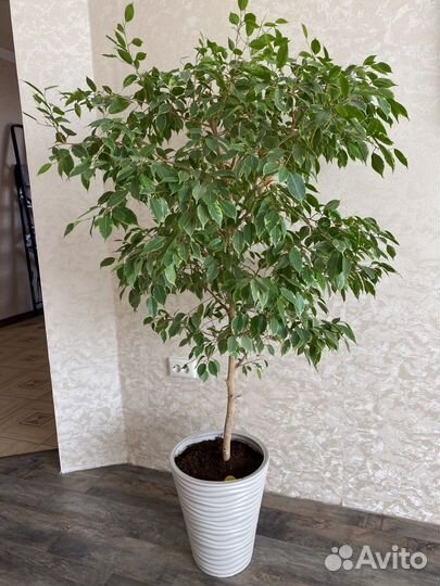 Фикус бенджамина