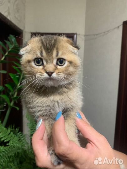 Шотландские котята