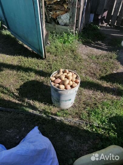 Продам картофель