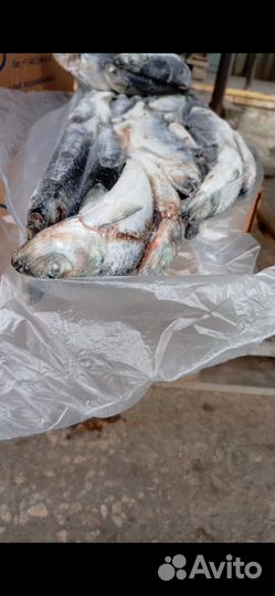 Свежемороженная сельдь