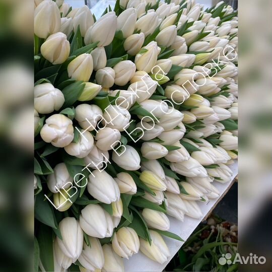 Тюльпаны к 8 марта оптом